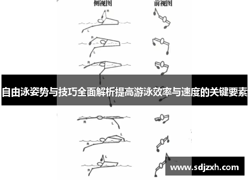 自由泳姿势与技巧全面解析提高游泳效率与速度的关键要素